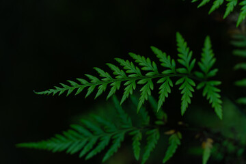 Helecho verde con fondo oscuro
