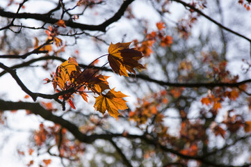 Leaves
