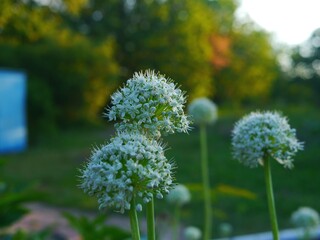 Photo of blooming garlic plant flowers in a garden.