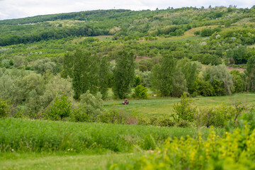 Fototapeta na wymiar Green field and trees