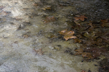 Leaves in the morning frost