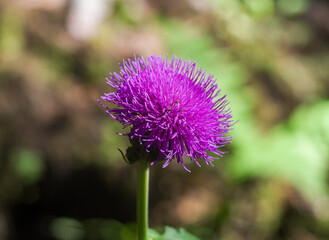 Floral blue-purple background. Purple prickly Thistle flower.