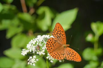 an orange butterfly sits on a field flower on a Sunny day