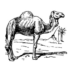 Vintage engraving of a camel