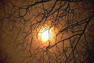 the moon in the night sky shines through the clouds against the background of tree branches, drama tinted