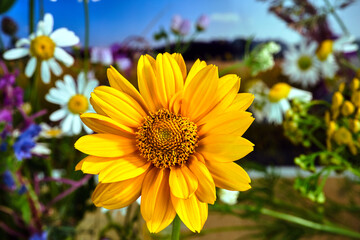 yellow flower of blooming rough sunflower during the summer in a meadow