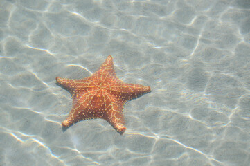 Fototapeta na wymiar Star fish in the ocean