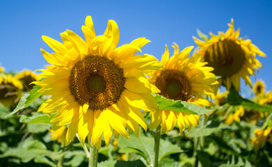 Fototapeta premium It brings joy to see sunflower field by the road; photos with yellow energy