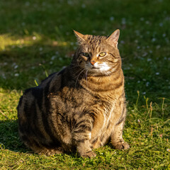 Naklejka na ściany i meble A fat cat standing in the garden, funny animal 