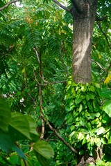 trees in the forest