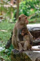 A Portrait of cute mother Monkey show love for her baby and showing emotions take care of her kid on the big stone in the green forest and the trees background.