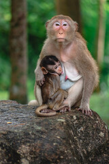 A Portrait of cute mother Monkey show love for her baby and showing emotions take care of her kid on the big stone in the green forest and the trees background.