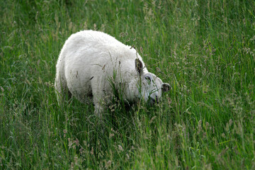 Schaf und hohes Gras - Stockfoto