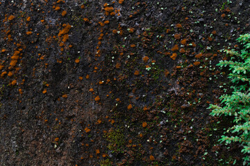 Musgos naranja con plantas verdes en superficie de hormigon causado por humedad