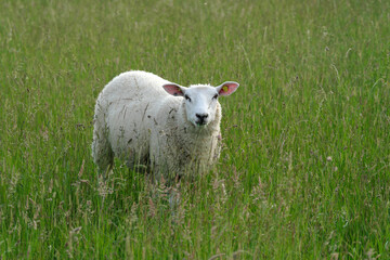 Obraz premium Schaf und hohes Gras - Stockfoto