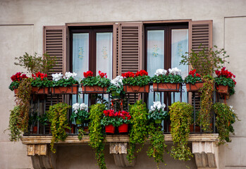 Colourful Window Boxes full of Flowers