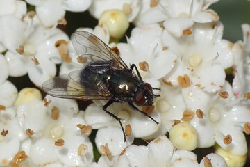 A female Eudasyphora cyanella (family Muscidae) on the flowers of a Laurustinus or laurustine (viburnum tinus). Bergen, Netherlands, March 11, 2020. 