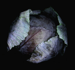 Fototapeta premium Close-up of purple cabbage studio shot