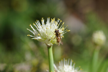 Male hoverfly, Migrant Aphideater, Eupeodes corollae of family Syrphidae on pale flowers of Chives (Allium schoenoprasum), family Amaryllidaceae. Spring, Dutch garden.      