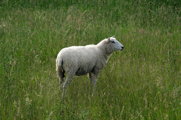 Schaf und hohes Gras - Stockfoto