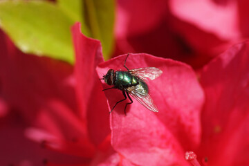 Green bottle fly (Lucilia). Family blow flies, Calliphoridae. On red flowers of Azalea belonging to the Rhododendron section Tsutsusi in spring,                                