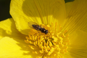 Female hoverfly Melanostoma scalare of family Syrphidae on a flower of marsh-marigold or kingcup (Caltha palustris) of the buttercup family (Ranunculaceae). Spring, Bergen, Netherlands April 12, 2020.