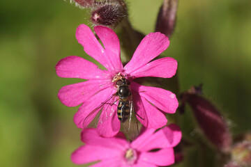 Female hoverfly Meliscaeva auricollis, family hoverflies (Syrphidae) on a flower of a red campion, red catchfly (Silene dioica), pink family, carnation family (Caryophyllaceae). Spring, Dutch garden.