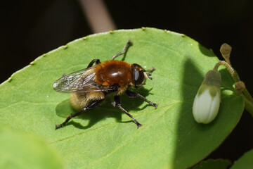Narcissus fly, Greater bulb fly (Merodon equestris) of the family hoverflies (Syrphidae) on a leaf of a Deutzia of the family Hydrangeaceae. In spring in a Dutch garden.   