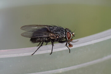 A fly, Muscina prolapsa from the family House flies. On the edge of a small plastic box. Muscidae....