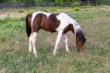 Naklejka na ściany i meble Young white and brown stallion grazing on a pasture at spring day on the background of metal fence. Domesticated male horse standing and eating the green grass. Side view. Background