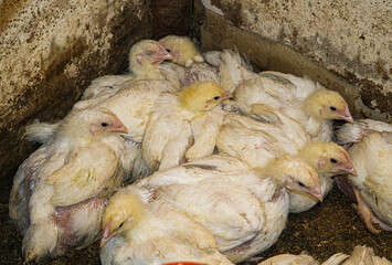 Broiler chicks on an eco farm in the countryside.