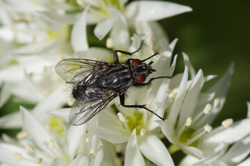 Flesh fly, Sarcophaga. Family Flesh flies, Sarcophagidae. On white flowers of wild garlic (Allium ursinum), amaryllis family Amaryllidaceae. Spring,Netherlands, April 