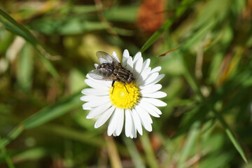Fototapeta premium A fly of the family Sarcophagidae. Maybe a Metopia species on a flower of a common daisy (Bellis perennis), family Asteraceae or Compositae. In the spring in a Dutch garden. 