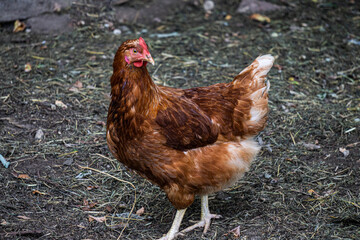 One motley brown hen walks on a farm in the countryside.