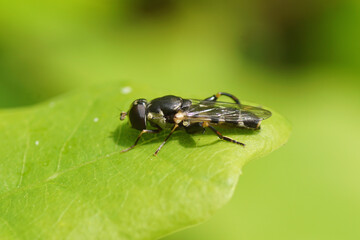 Thick-legged hoverfly, Common Compost Fly (Syritta pipiens) of family Syrphidae  on a leaf of an oak in spring in a Dutch garden, May 8, 2020. 