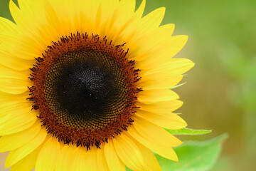 Sunflower field at Guanyin District, Taoyuan, Taiwan during the summer season.