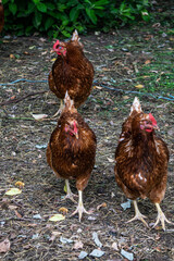 Three motley brown hens walk on a farm in the countryside.