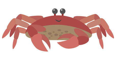 Smiling red shore crab  with claws,  © Solveig