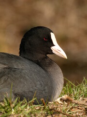Portrait of eurasian coot (Fulica atra) resting on the grass, Gdansk, Poland