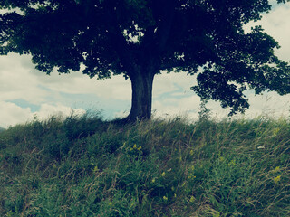 Tree on grassy hill