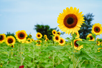 Fototapeta premium Sunflower field at Guanyin District, Taoyuan, Taiwan during the summer season.