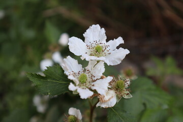 Blackberry bush flower