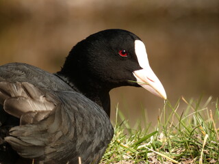 Portrait of eurasian coot (Fulica atra) with a blade of grass in its beak, Gdansk, Poland