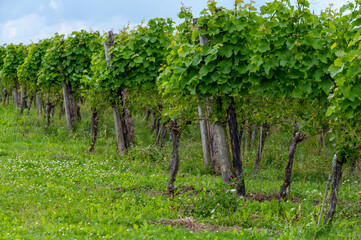 Fototapeta na wymiar Summertime on Dutch vineyard, young green grapes hanging and ripening on grape plants