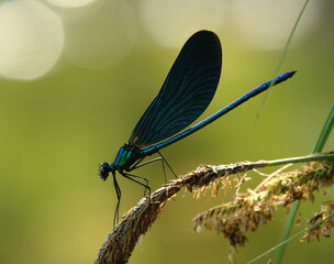 Beautiful damselfly Calopteryx virgo in the early morning before sunrise on a blade of grass
