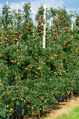 Green organic orchards with rows of apple trees with ripening fruits in summer