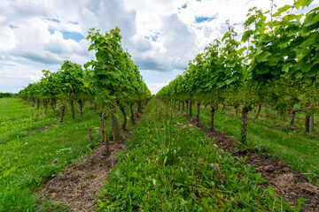 Summertime on Dutch vineyard, young green grapes hanging and ripening on grape plants