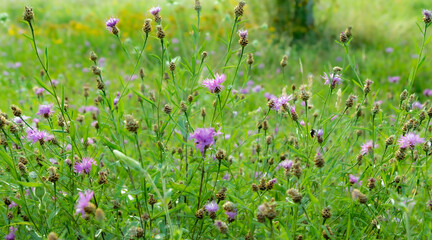 flower meadow with sunbeam, purple, white and yellow blossoms