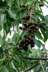 Big dark ripe cherries on cherry trees plantation in Netherland