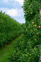 Fototapeta na wymiar Green organic orchards with rows of apple trees with ripening fruits in summer